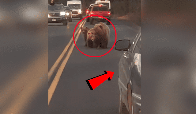 YouTube viral: Conductor es acechado por gigantesco oso en autopista y ocurre aterrador momento [VIDEO]