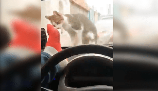 Hombre pateaba a la cara del gato a través de la luna delantera de su auto hasta que un inesperado incidente hizo que se arrepintiera.