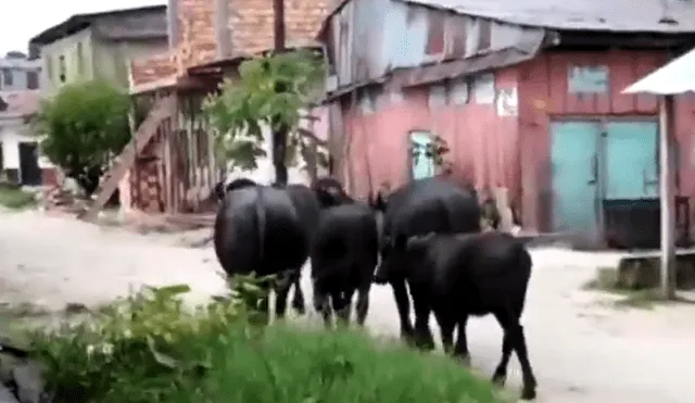 En total fueron cinco búfalos los que huyeron. (Foto: Captura video)