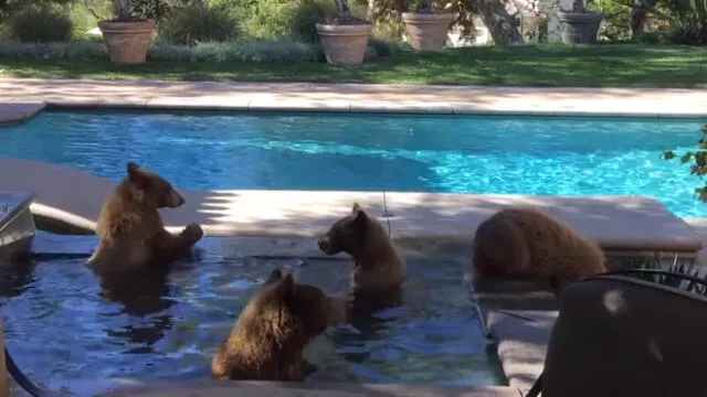 YouTube: Mamá oso y sus crías llegan a una mansión y hacen travesuras frente a todos