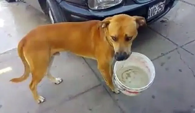 Ternura en Facebook por perro con balde con agua en Chorrillos [VIDEO]