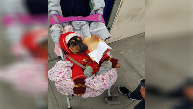 Perro es disfrazado y puesto en un coche de bebé para pedir dinero
