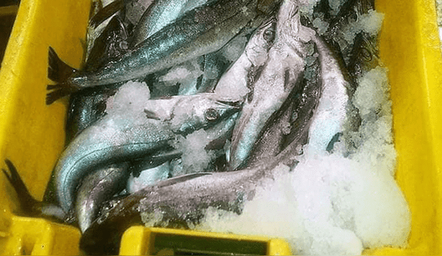 El Agustino: venderán pescado a precio bajo