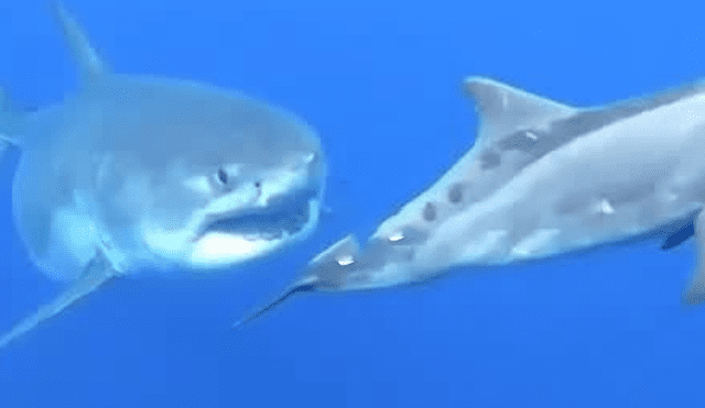 YouTube viral: Hombre se lanza al mar, saca su cámara y aparece gigantesco tiburón [VIDEO]