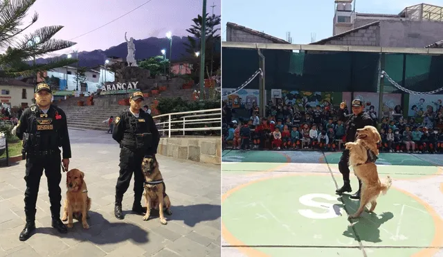 Perritos son un gran apoyo para efectivos de la Policía. Foto: Difusión