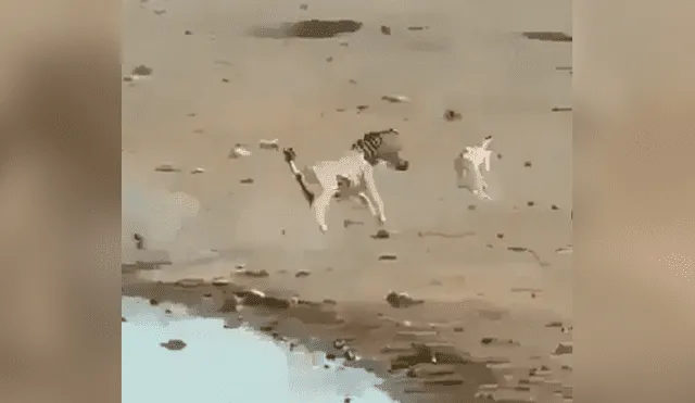 La cebra luchó en todo momento por salvar su vida ante la cruel reacción del macho alfa. Foto: captura