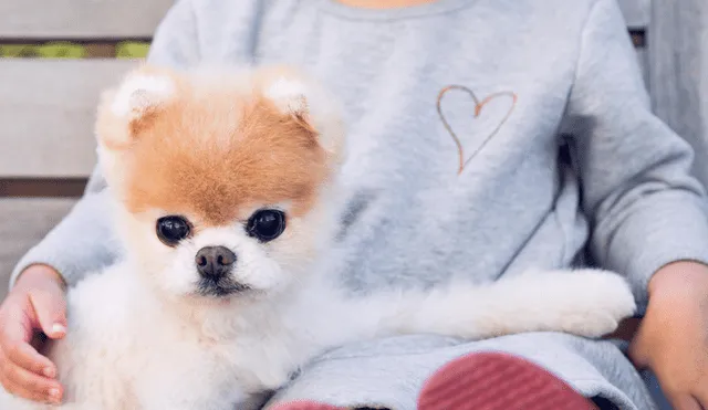 Instagram: murió Boo, el perro más lindo del mundo, que será recordado por estas tiernas fotos