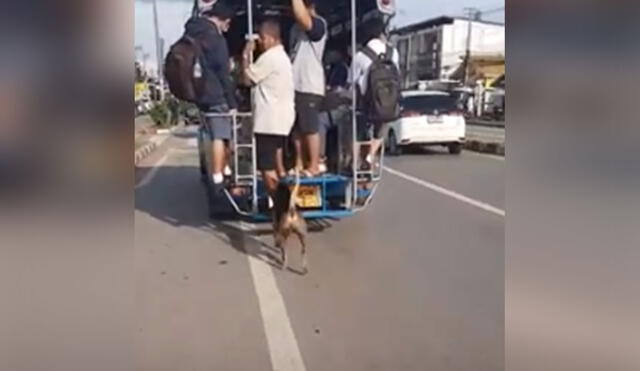 Desliza para ver cómo este perro callejero corre tras un vehículo de transporte público para ‘treparse’ en este y recorrer la ciudad. Foto: captura de YouTube