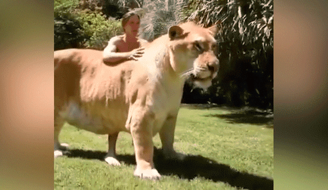 YouTube viral: Tigresa y león tienen cría considerada el felino más grande del mundo [VIDEO]