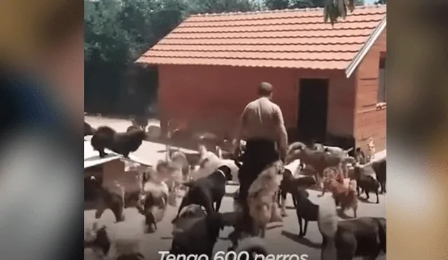 Desliza hacia la izquierda para ver el video viral de YouTube que muestra a los 600 perros junto a su dueño.