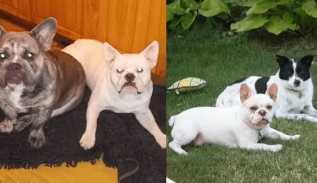 Mascotas de Lisa Urso, a la izquierda el bulldog francés que la atacó. (Foto: Facebook)