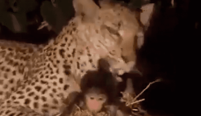 YouTube viral: leopardo captura a mono bebé y lo que hace con el animal sorprende al mundo [VIDEO]