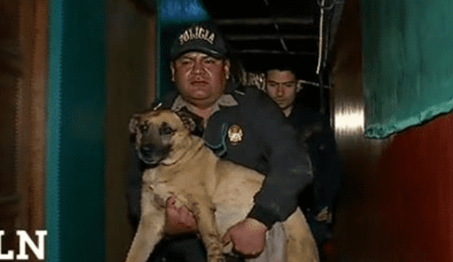 Lurín: rescatan a perrito que era brutalmente golpeado por su dueña [VIDEO]