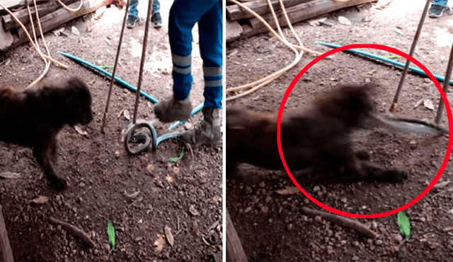YouTube viral: Perro se enfrenta a enorme serpiente para salvar a su familia y pasa esto [VIDEO] 