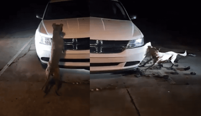 YouTube: Pedía que maten a perro que 'devoraba' su auto y policía tuvo esta respuesta [VIDEO]