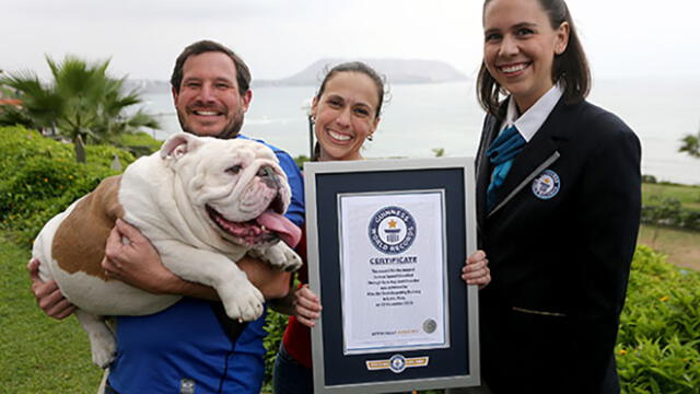 'Otto', el bulldog peruano que ganó un Record Guiness falleció este domingo