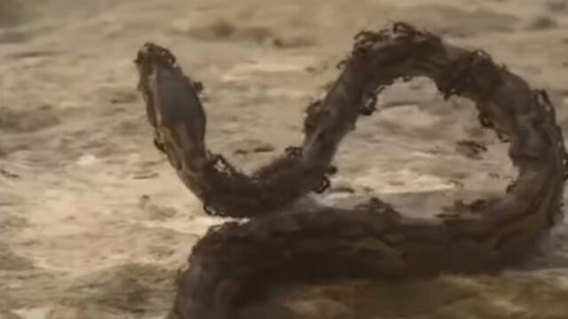 YouTube viral: hormigas atacan a una serpiente y video impacta a todos