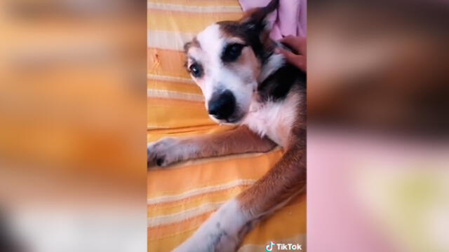 Desliza las imágenes para ver la emotiva escena entre este joven y su amado perro sordo. Foto: TikTok/Sergio Gallardo