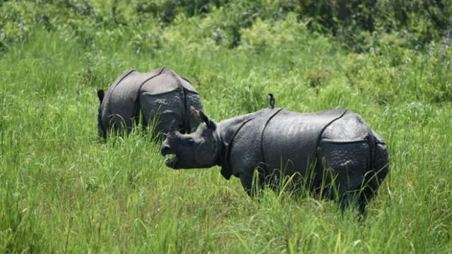 India: cuidadores de Parque Natural que custodia rinocerontes tienen permiso de matar a cazadores