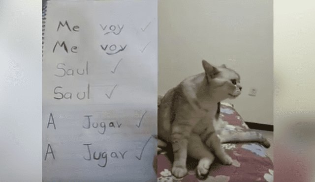 Facebook viral: dueño de gato 'traduce' sus maullidos y miles se sorprenden [VIDEO] 