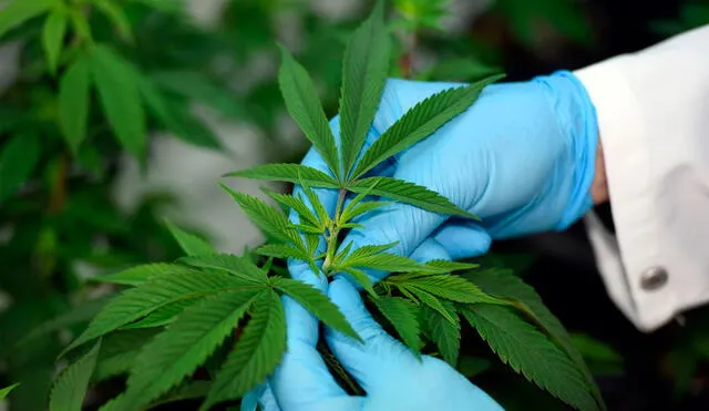 El cannabis estaba clasificado en las listas I y IV, esta última reservada a las drogas más peligrosas. Foto: AFP