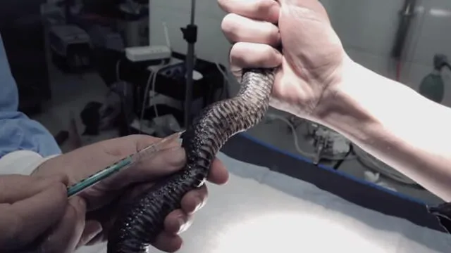 YouTube: serpiente cascabel recibió operación extrema [VIDEO]
