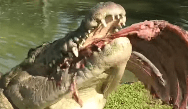 Jóvenes arrojan enormes trozos de carnes a piscina invadida de cocodrilos y sucede lo peor.