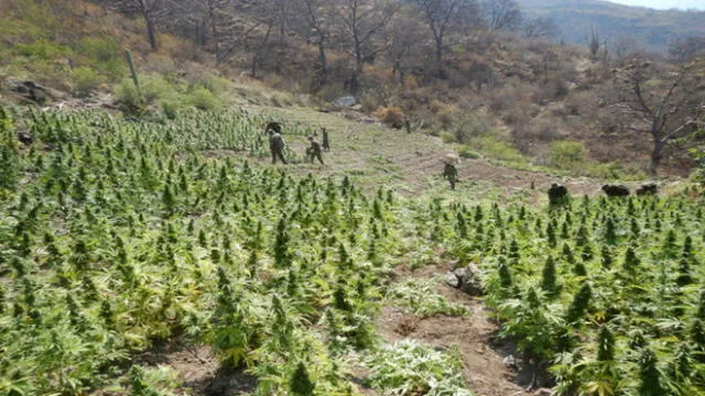 Se encontró 5 parcelas de marihuana, listas para ser cosechadas, en inmediaciones del centro poblado Rosas Pampa, en Ayacucho. (Foto: Sinchis de Mazamari)