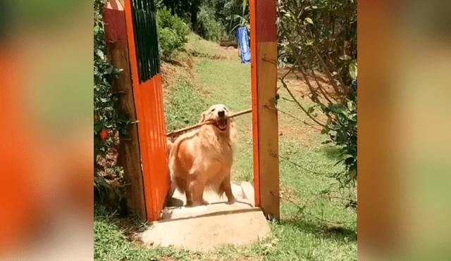 Desliza las imágenes para conocer la divertida acción de un perro para cruzar una diminuta puerta. Foto: Clarín.