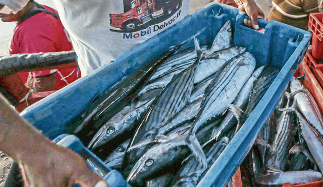 Autorizan la pesca de los recursos jurel y caballa