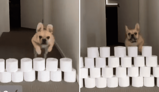A través de YouTube se hizo viral el curioso reto al que un joven sometió a su perro.