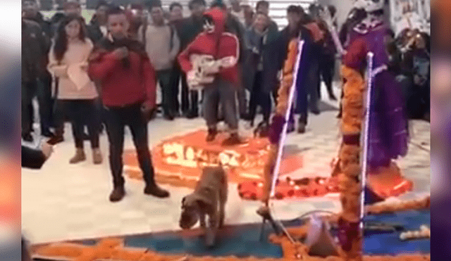 El can se infiltró en una exposición de altares de muertos y protagonizó un peculiar incidente que ha desatado miles de carcajadas en YouTube