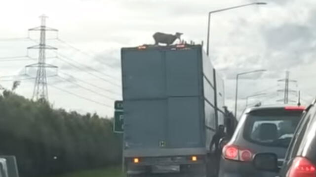 Vía YouTube: extraña especie encima de un camión sorprende las redes [VIDEO]