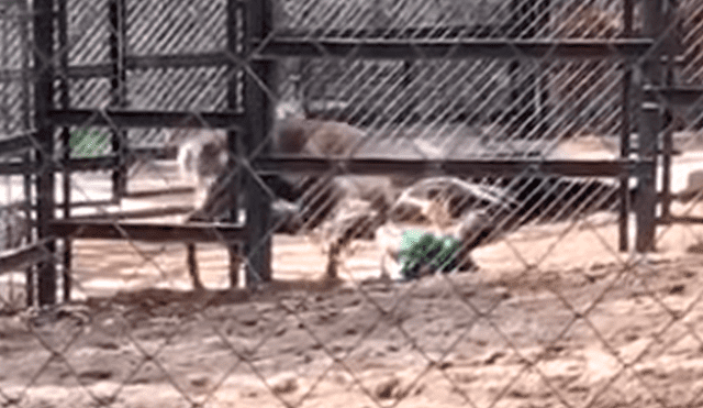 Hombre entra a recinto de ciervo para alimentarlo, sin imaginar que antílope lo atacaría [VIDEO] 