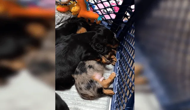 Facebook viral: perrito tenía pesadillas y su hermana lo consuela [VIDEO] 