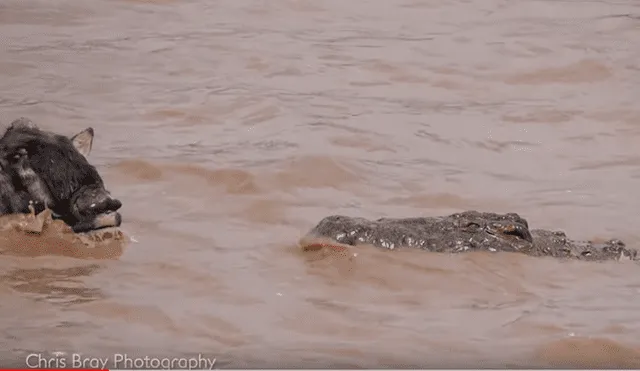 Video es viral en YouTube. Fotógrafo captó el inesperado final que obtuvo un distraído ñu, tras ser embestido por un enorme cocodrilo que emergió de las aguas para atacarlo