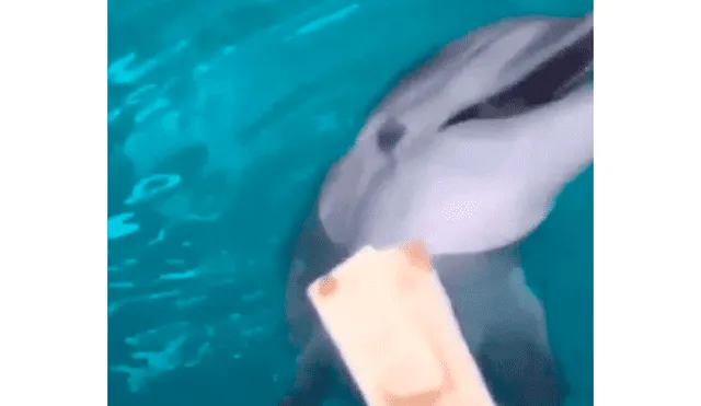 Facebook viral delfín