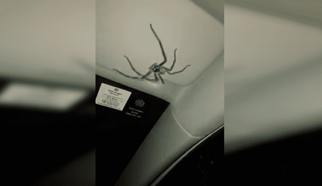 YouTube: halló enorme araña en su auto y siguió conduciendo como si no hubiese pasado nada [VIDEO]