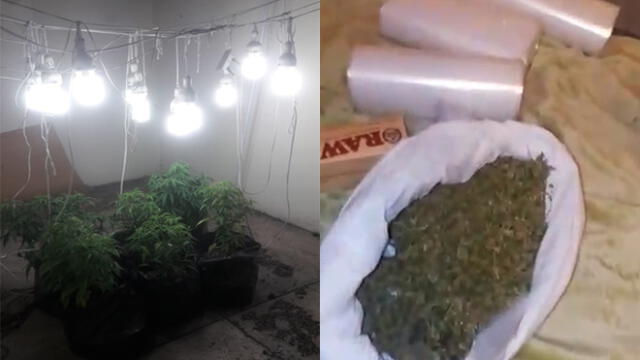 La Molina: PNP intervino laboratorio clandestino de marihuana en casa de La Planicie [VIDEO]