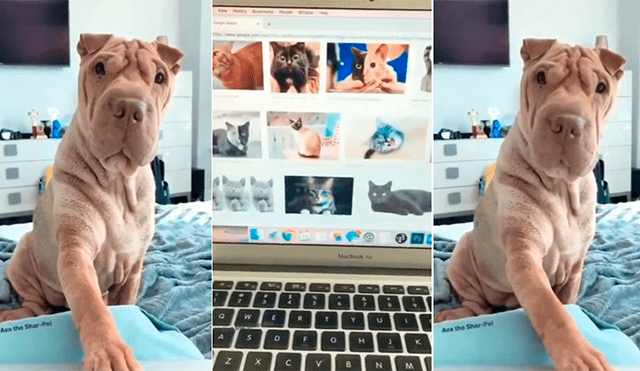 Facebook: Estaba viendo fotos de gatos y provoca inesperada reacción en su perro [VIDEO]