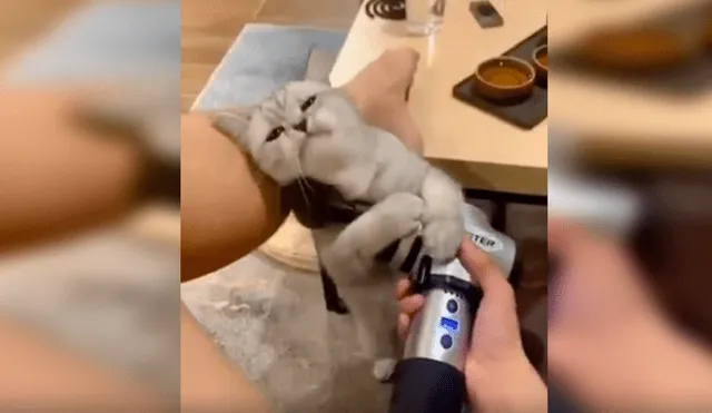 En Facebook, un gato se percata que su dueña utilizaba una máquina de masajes y tiene curiosa reacción.