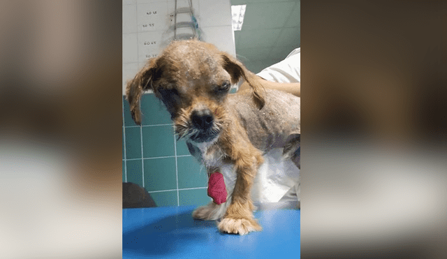 Facebook viral: mujer rescata a perro, le cura sus heridas y ahora tiene un cambio radical [FOTOS]