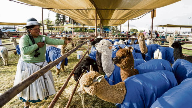 Alpaca Fiesta 2018: una ventana de oportunidades 