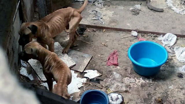 Perros se encuentran desnutridos por abandono de su dueño [VIDEO]