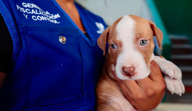 Municipalidad de Lima pone en adopción a cachorros rescatados [VIDEO]