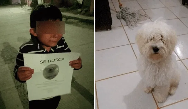 A través de Facebook se hizo viral la historia de un niño, quien no para de buscar a 'Ryder', su perro extraviado.