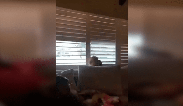 En Facebook, un gato no soportó que su dueño le cierre la ventana y tuvo una inesperada reacción.