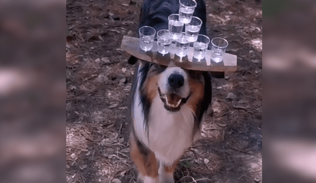 En Facebook, un joven entrenó a su perro para que pueda sostener con una tabla varias copas de agua.