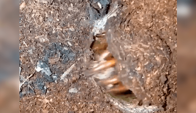 Misteriosa criatura aparece y devora a enorme grillo de un solo bocado  [VIDEO] 
