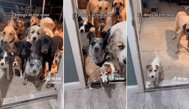 Perros esperan a ser llamados por sus nombres para movilizarse y escena causa furor en TikTok